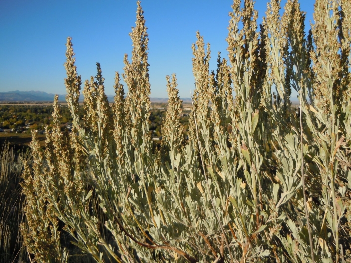 Полынь крымская (artemisia taurica)