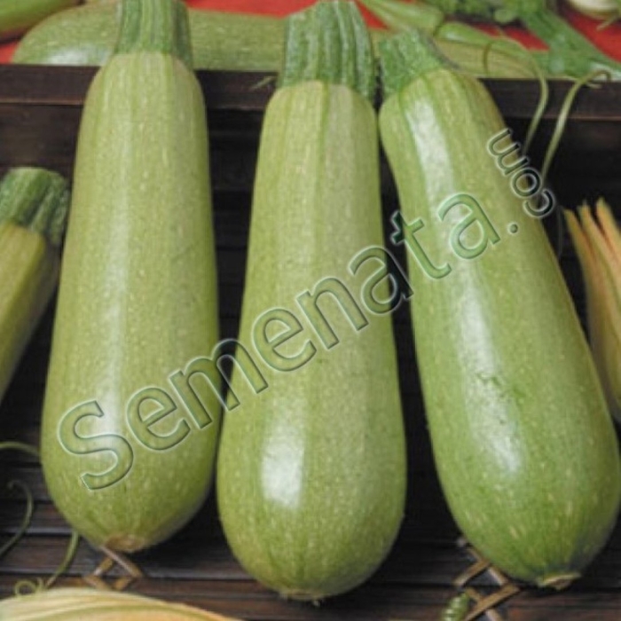 Кабачок сцилли