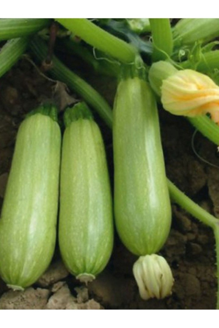 Кабачок искандер f 1