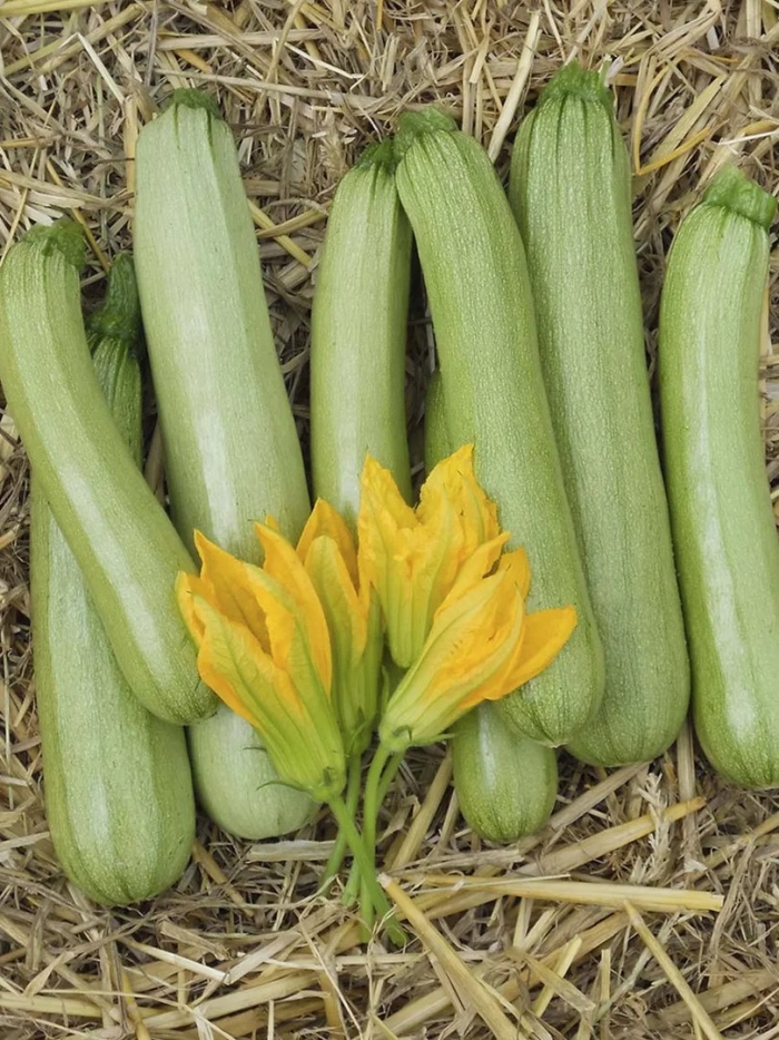 Кабачок сорт кавили