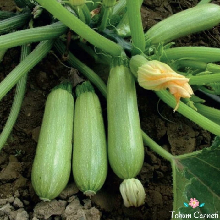 Кабачок кавили f 1