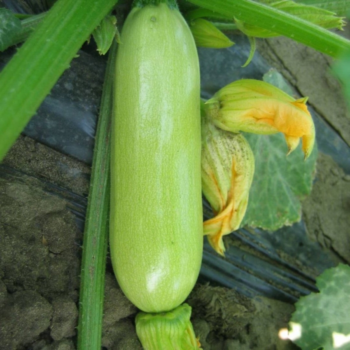 Кабачок кавили f1