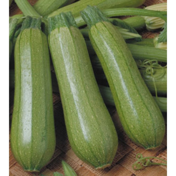 Кабачок велиж