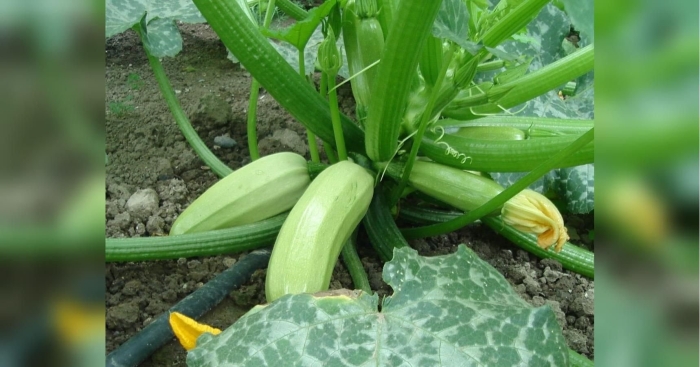 Кабачок до селекции