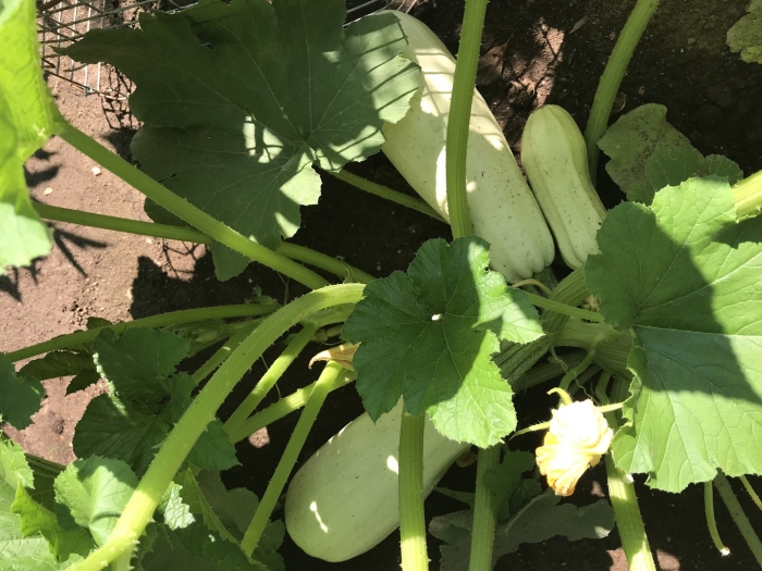 Кабачок кавили куст