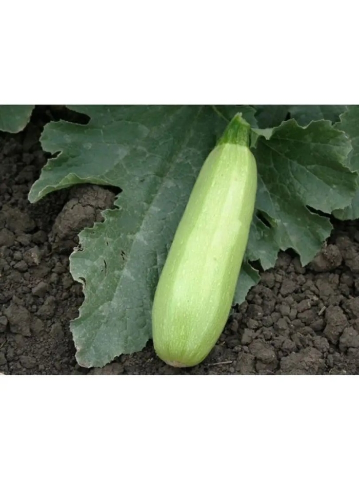 Кабачок александрия f1