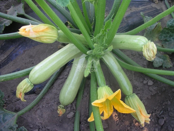 Кабачок кавили f 1