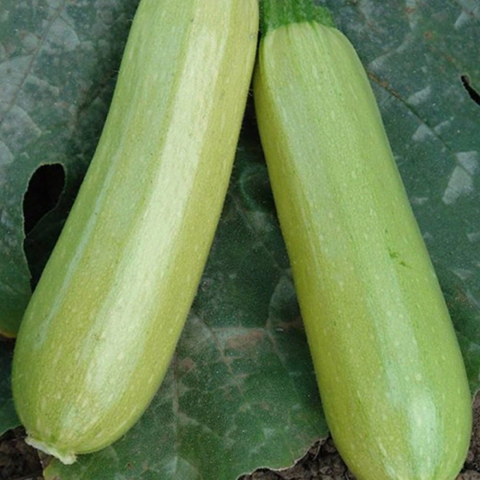 Искандер кабачок семенис