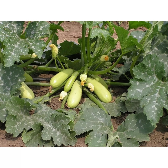 Кабачки сорт искандер