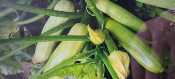 Лучшие сорта кабачков