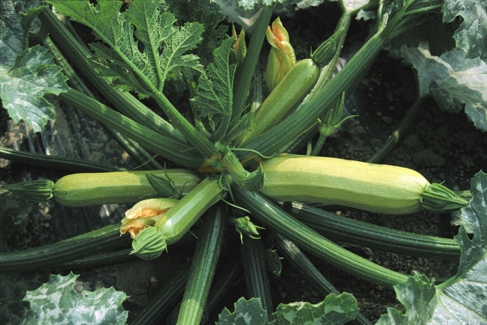 Кавили кабачок