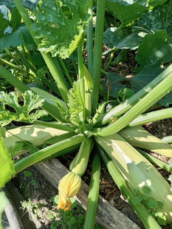 Семена кабачок (цуккини) медуза f1