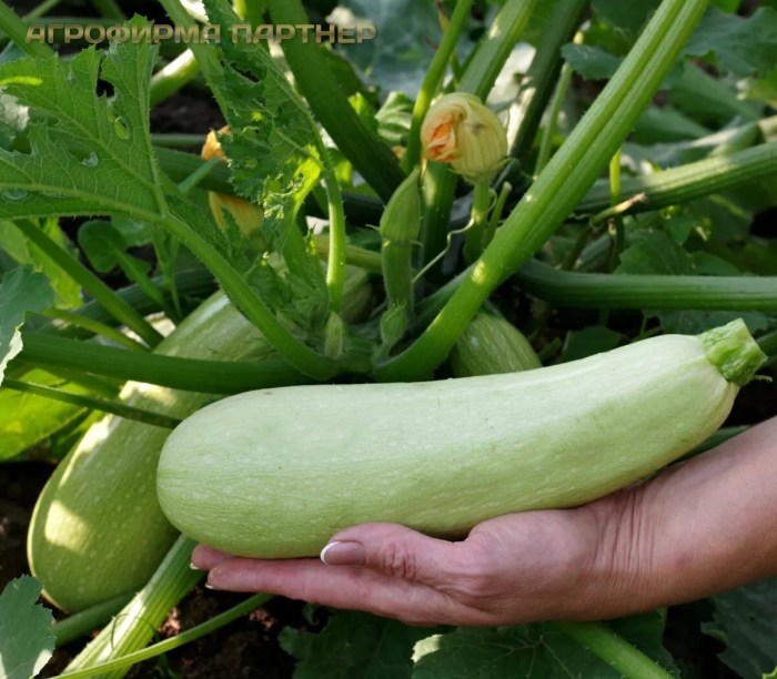Кабачок генри f1