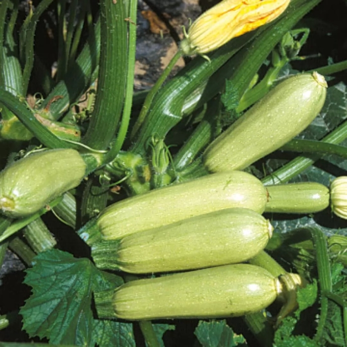 Аймаран f1 кабачок