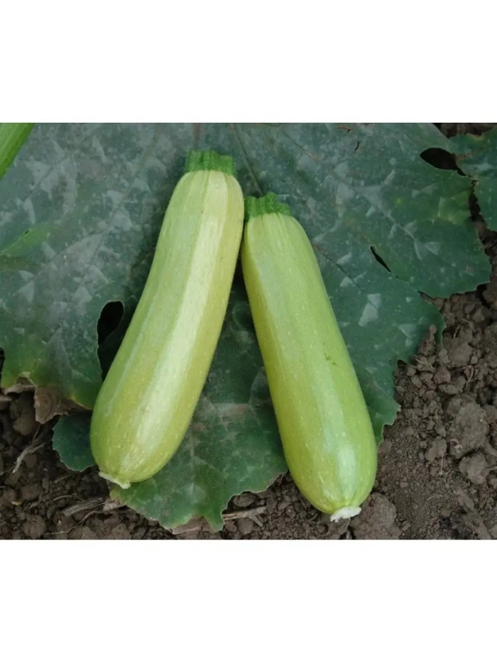 Искандер кабачок семенис