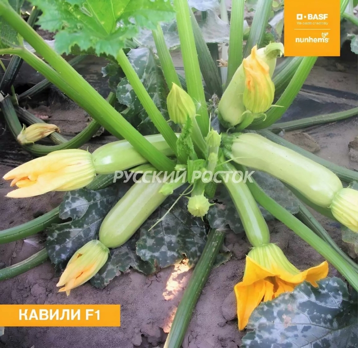 Семена кабачка кавили