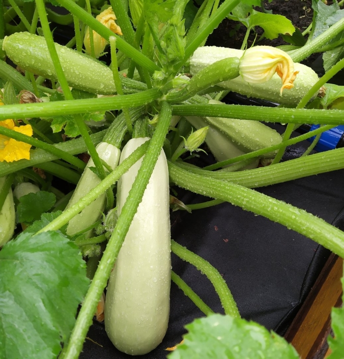 Кабачок маэстро f1