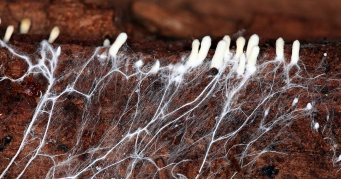 Ризоморфный мицелий