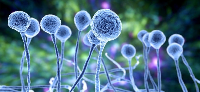 Мукормикоз возбудитель