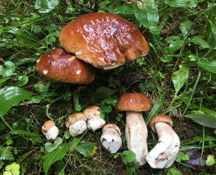 Грибник подмосковья