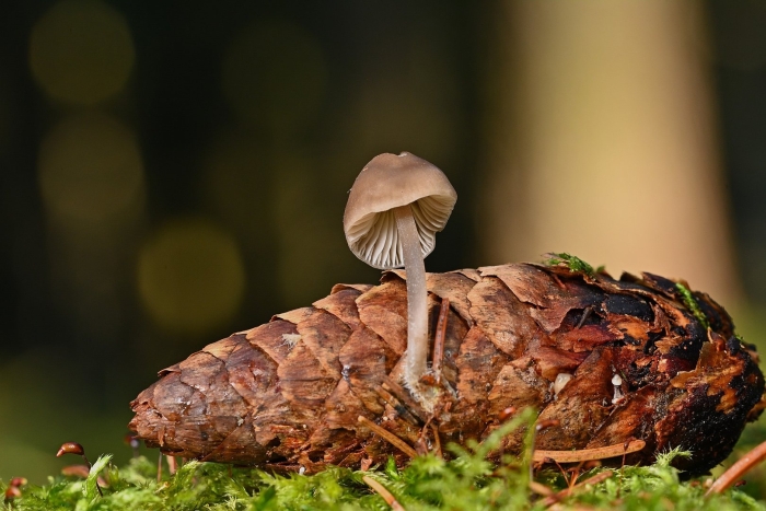 Mycena strobilicola