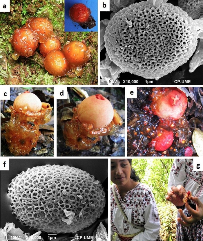 Фораминифера глобигерина