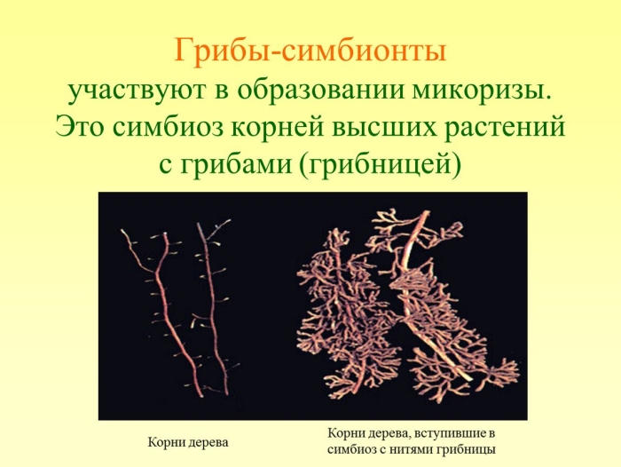 Микориза с грибами-симбионтами