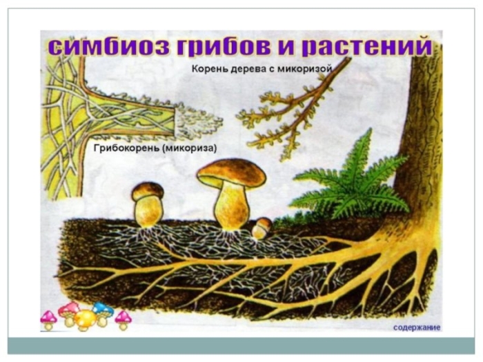 Шляпочные грибы микориза