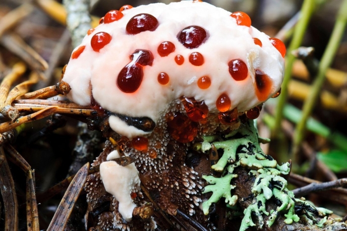 Гриб гиднеллум кровавый зуб