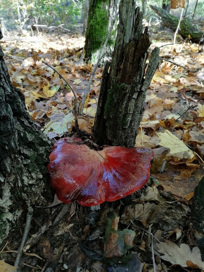 Гриб печеночник