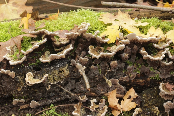 Auricularia mesenterica