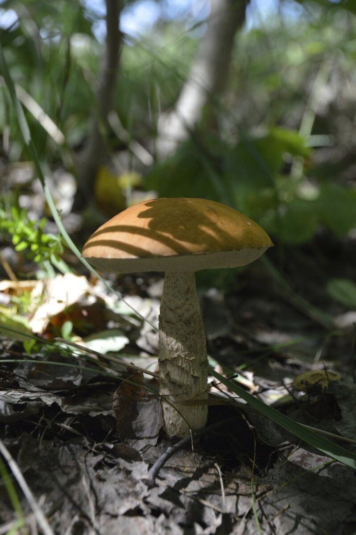 Гриб подосиновик