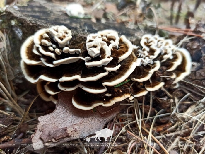 Trametes versicolor