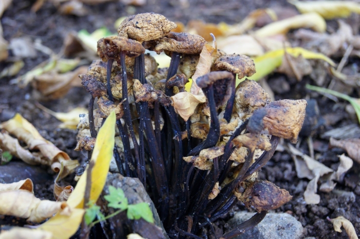 Грибы черные лисички