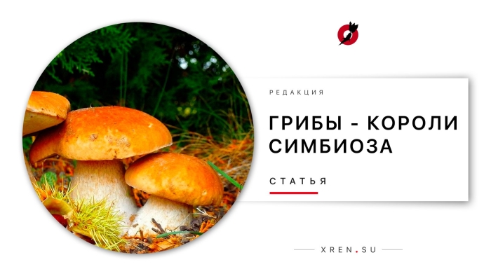 Осень грибы