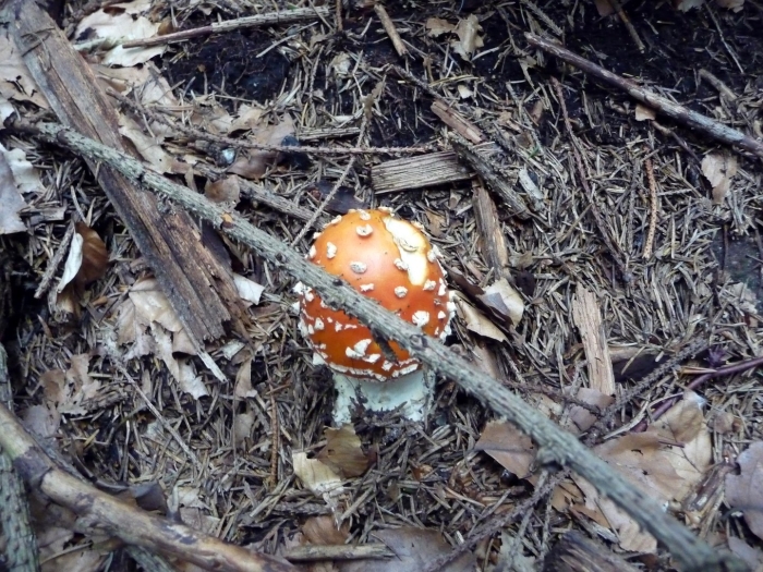 Amanita muscaria