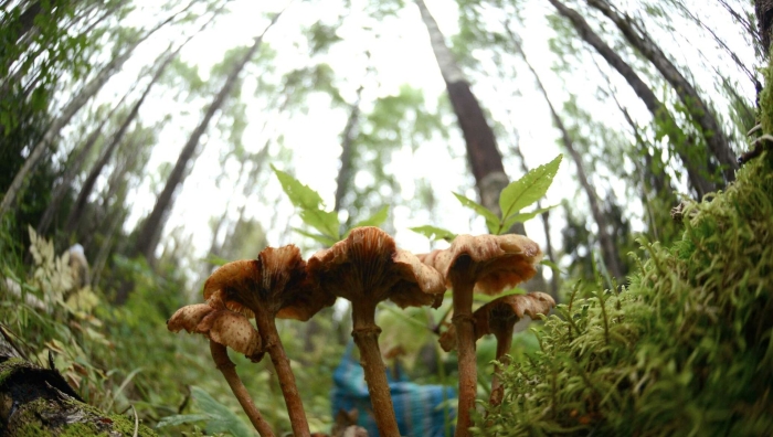 Грибы симбионты