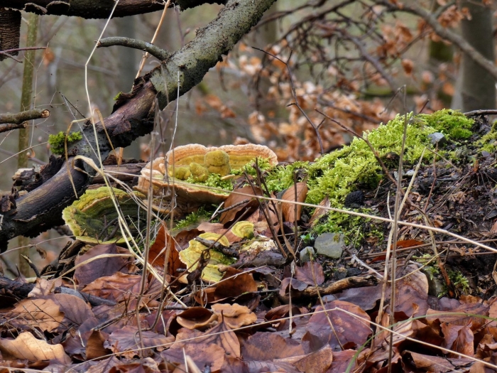 Симбиоз гриба и водоросли