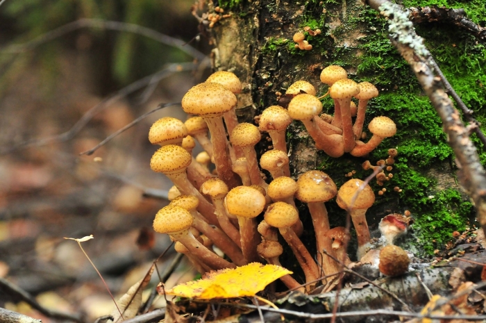 Микориза с грибами-симбионтами