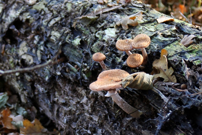 Armillaria ostoyae