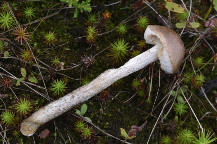 Ложные подберезовики