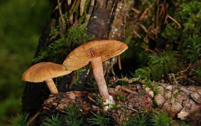 Паутинник горный cortinarius orellanus