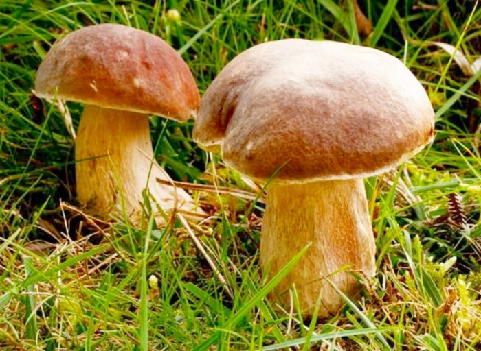 Боровик белый гриб