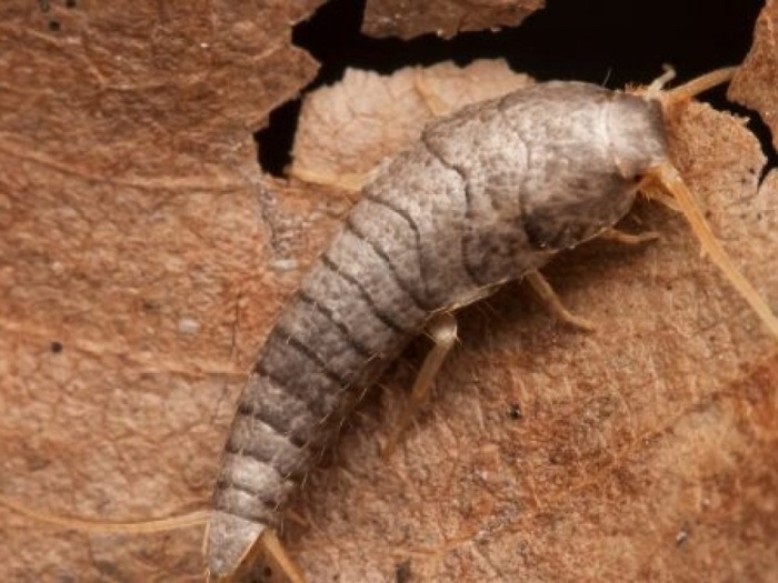 Чешуйница lepisma saccharina