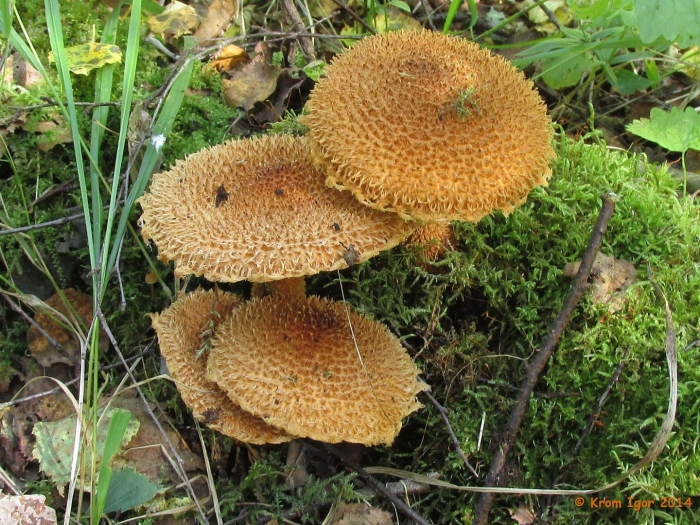 Гриб чешуйчатка обыкновенная pholiota squarrosa