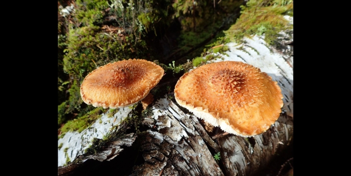 Лепиота острочешуйчатая