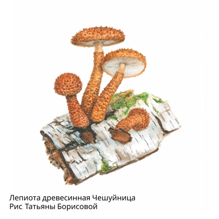 Чешуйница древесинная гриб