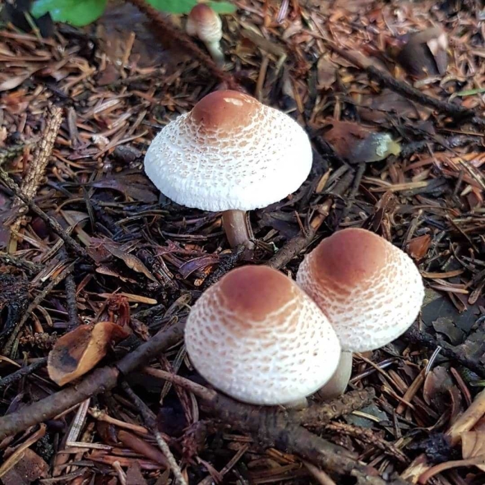 Гриб лепиота гребенчатая