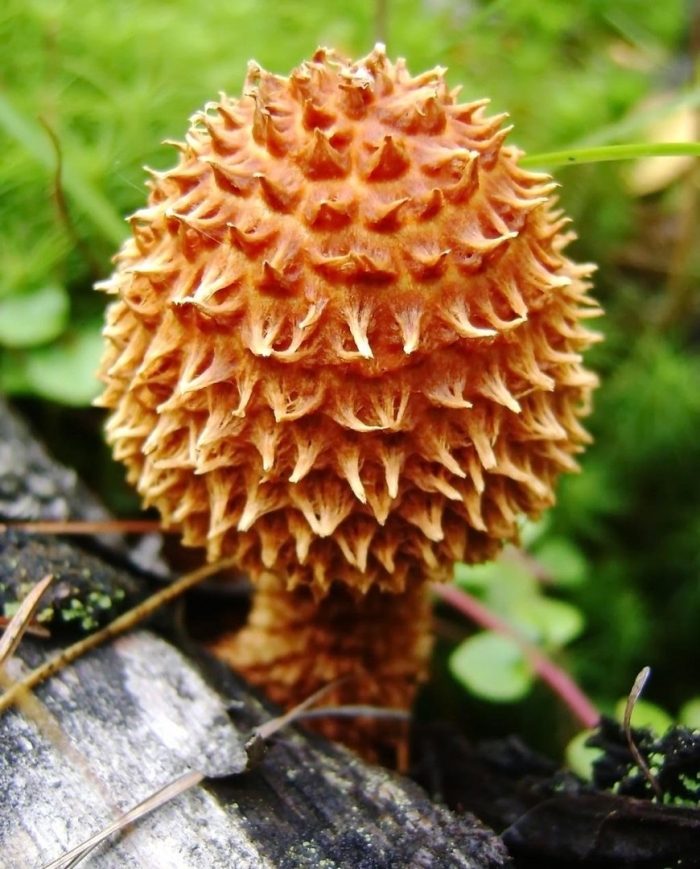 Гриб чешуйчатка обыкновенная