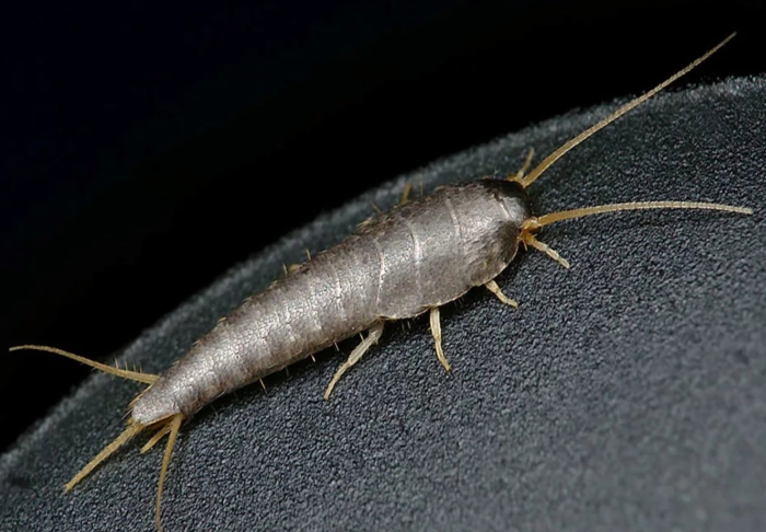 Lepisma saccharina чешуйница обыкновенная